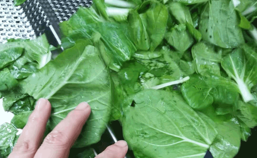 洗-白菜2.png 洗-白菜2.png